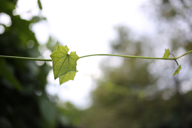 【中肯‧開箱】Canon EF 40mm f/2.8 STM 餅乾鏡‧輕便才是王道 @包子爸の食尚攝影手札